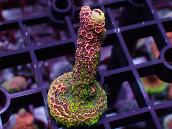 Acropora Millepora Red No.31