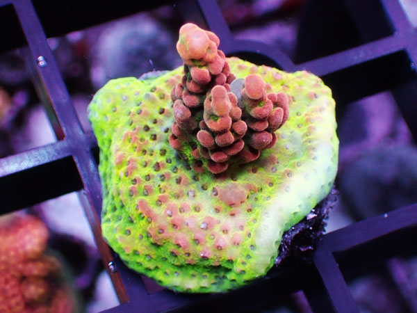 Aus Acropora Sp.ULTRA No.32