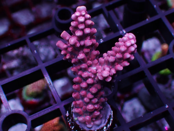 Aus Acropora Sp.Pink Stag No.39