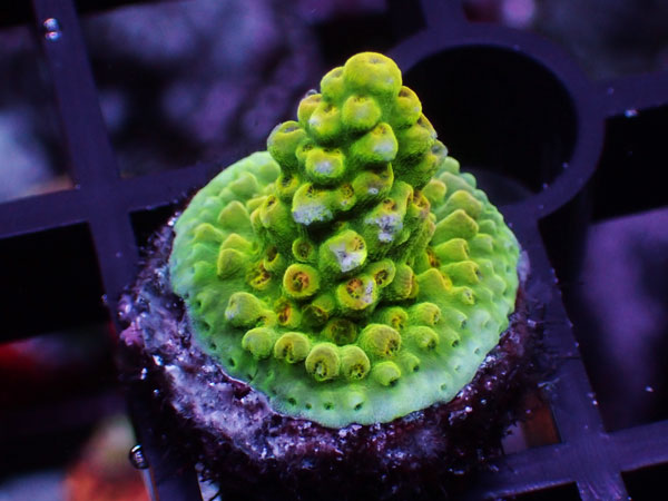 Acropora Sp. No.47