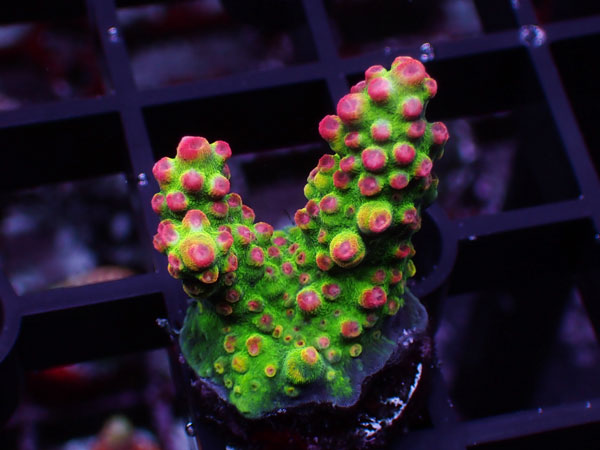 Aus Acropora Sp.ULTRA No.48