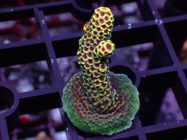 Aus Acropora Prostrata Yellow Red polyp No.55