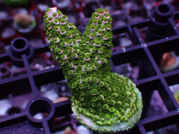 Aus Acropora Robusta ULTRA No.58