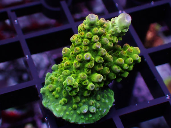 Acropora Sp. No.60
