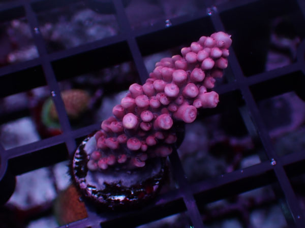 Aus Acropora Sp.Pink Stag No.65