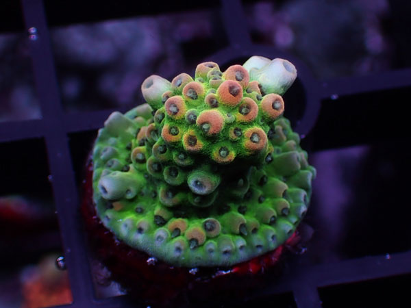 Acropora Sp. No.66