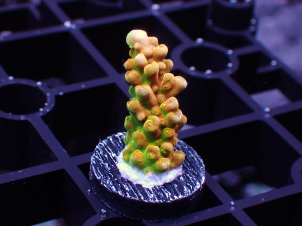 GB Indonesia Acropora Divaricata Yellow No.77