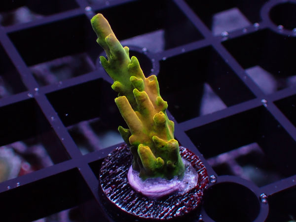 Uro coral Golden Jawdropper No.80