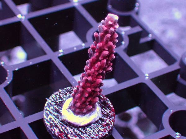 Uro coral Red Robin No.83