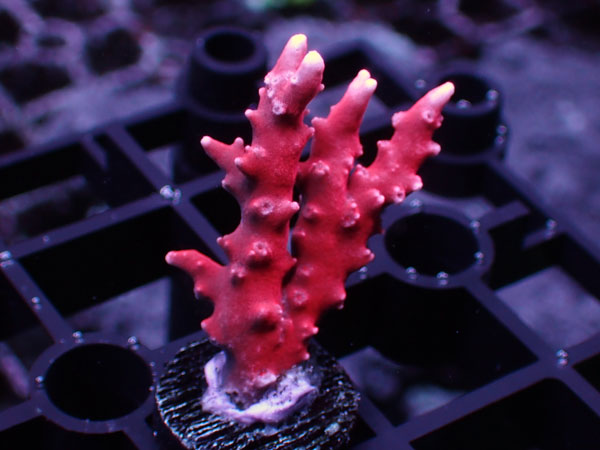 SR TNT Anacropora No.84