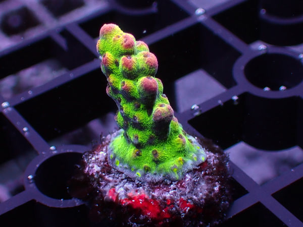 Acropora Sp. No.101