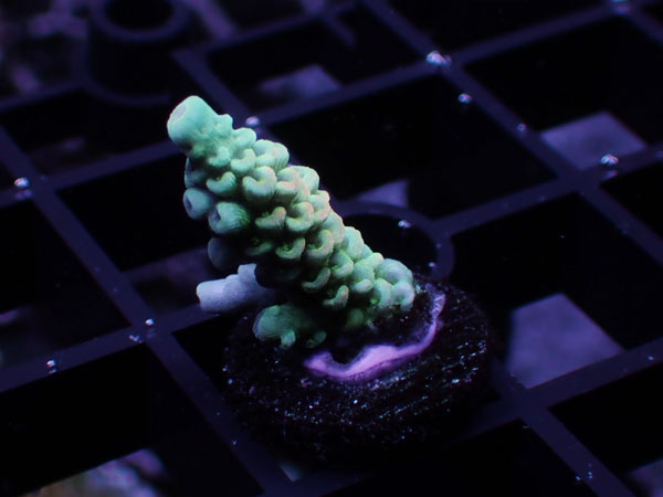 GB Indonesia Acropora Tenuis Homewrecker  No.117