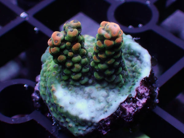 Aus Acropora Sp. No.124