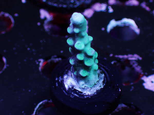 US Oregon Blue No.02