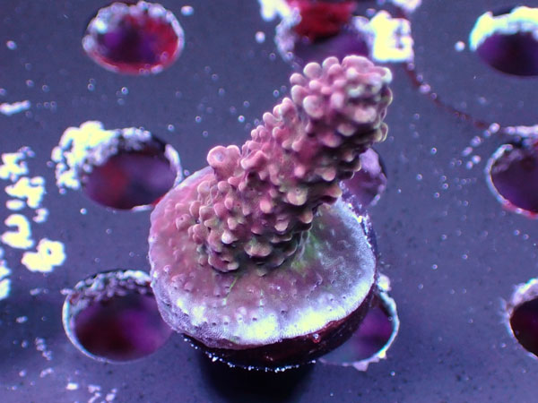 UC Red Robin Staghorn No.03