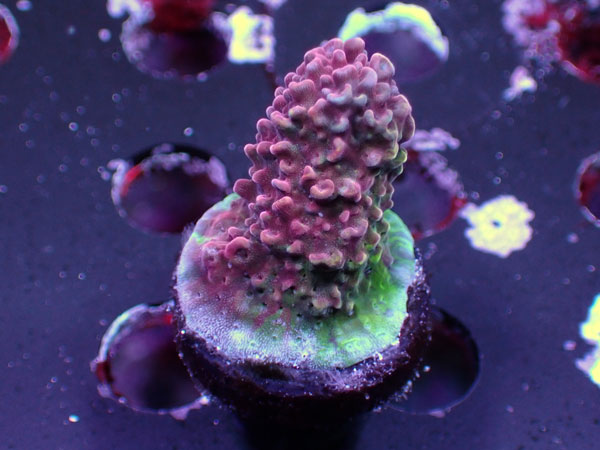 UC Red Robin Staghorn No.04