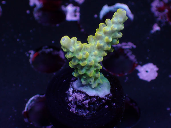 UC Yellow Robin No.05