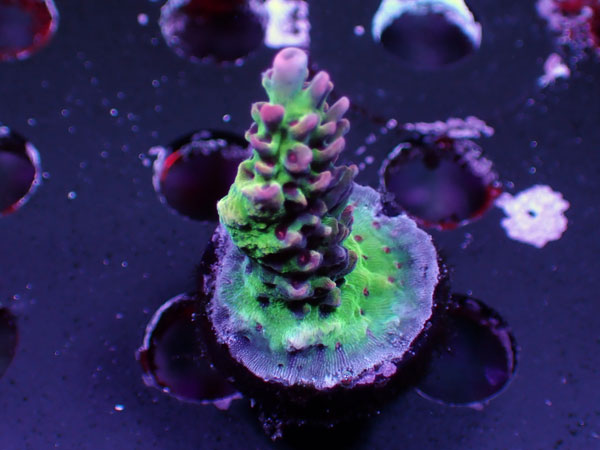 Chemical Romance Microclados  No.08