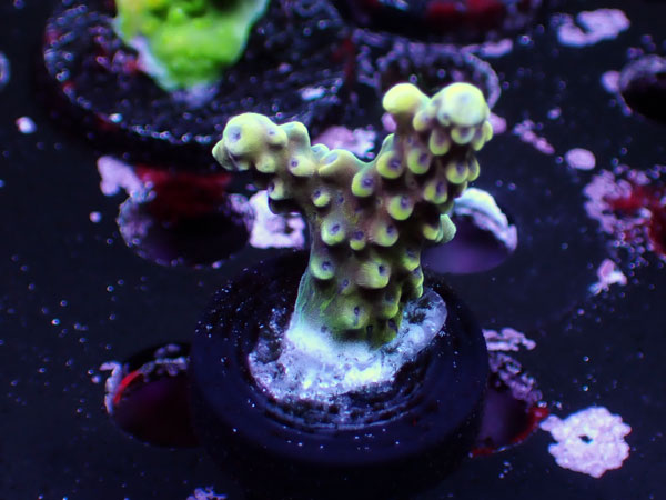 RR Pink Cardillac No.09