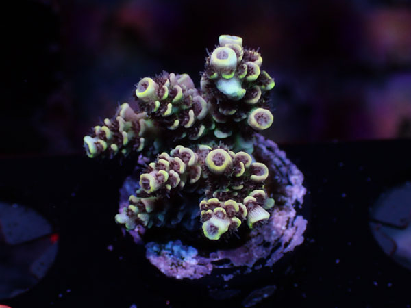 UC serene Flametip No.10