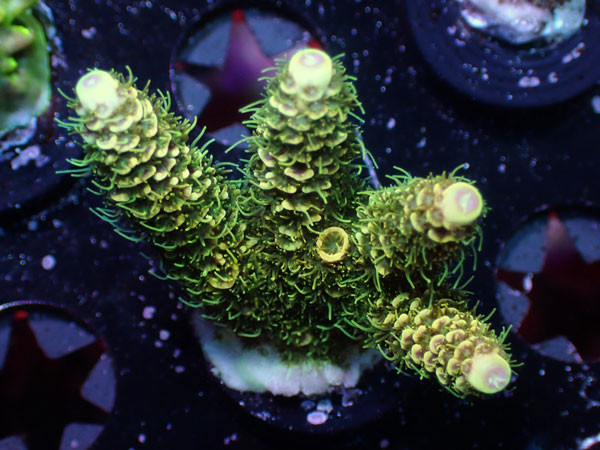 Sunset Millepora No.12