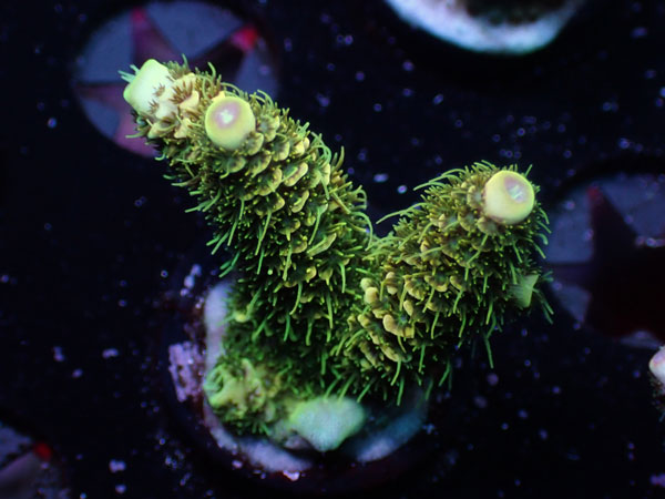 Sunset Millepora No.13