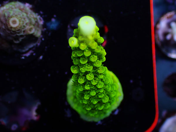 UC Acropora sp. No.44