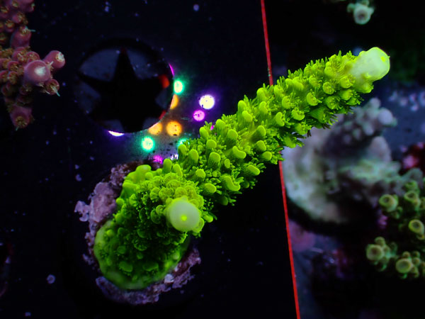 UC Acropora sp. No.45