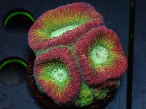Kring Goniastrea Favia　No.01