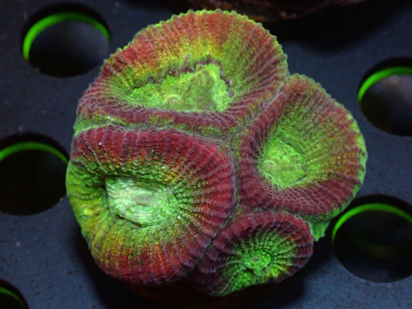 Kring Goniastrea Favia　No.04