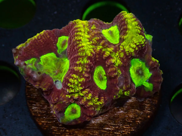 SUMURAI　Favia　No.05