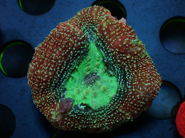 Acan Bowerbanki ULTRA　No.02