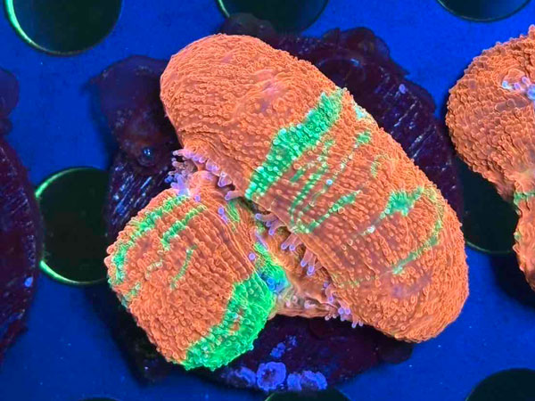 Acan Bowerbanki Bleeding Apple　No.02