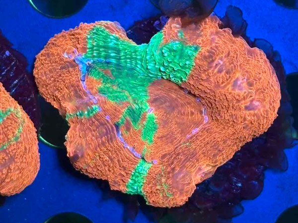 Acan Bowerbanki Bleeding Apple　No.03