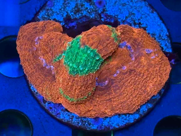 Acan Bowerbanki Bleeding Apple　No.04