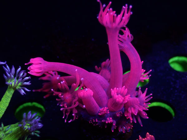GB Goniopora Red　No.05