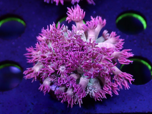 Uro Coral Goniopora Pink Storm　No.01