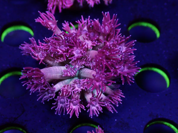 Uro Coral Goniopora Pink Storm　No.02