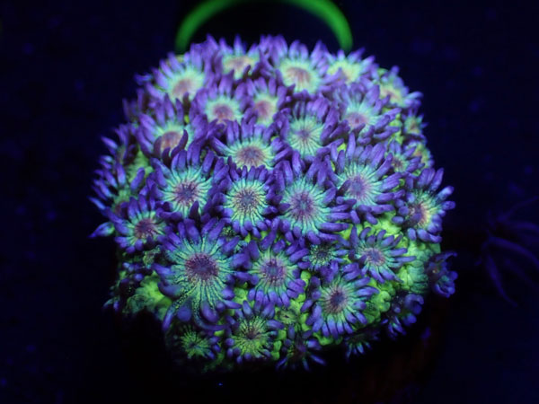 CC　Goniopora Premium Glitter　No.01