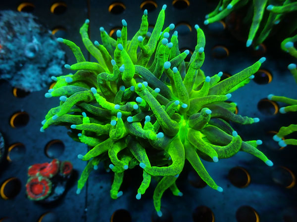 Torch Coral　ULTRA Indo Glitter　No.01