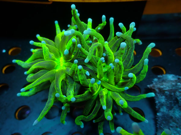 Torch Coral　ULTRA Indo Glitter　No.02