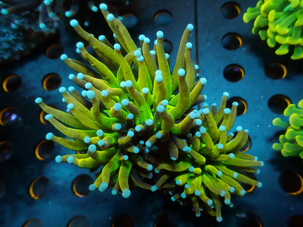 Torch Coral　ULTRA Indo Glitter　No.01