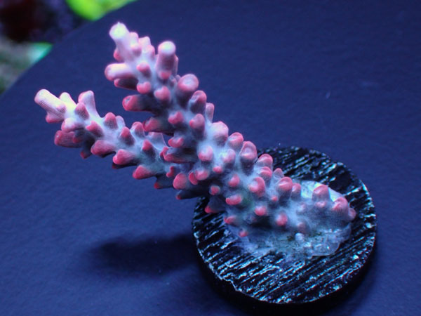 Aus Acropora Confettie Vivid Confettie  No.133