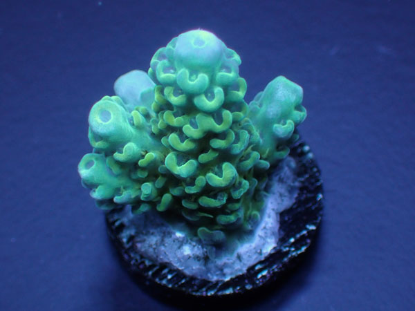Aus Acropora Anthocersis  Gold Antho No.141