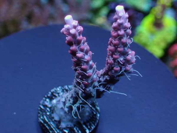 Acropora Cofettie Pink  No.149