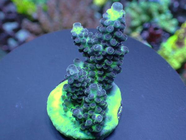 Aus Acropora Sp.ULTRA  No.152