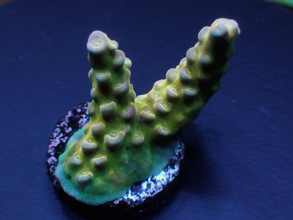Acropora Donei Fireworks Yellow No.153