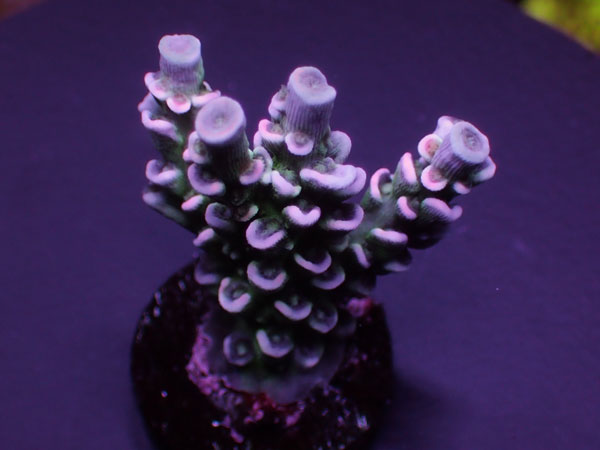 GB Indo Acropora Tenuis Special  No.156
