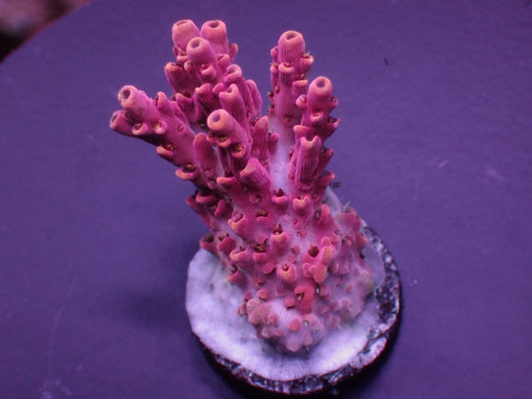 Acro Microclados Flower Bomb  No.157