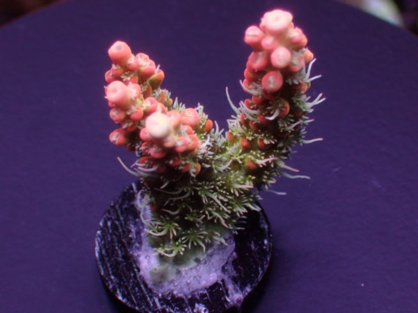 Acro Confettie Orange  No.158